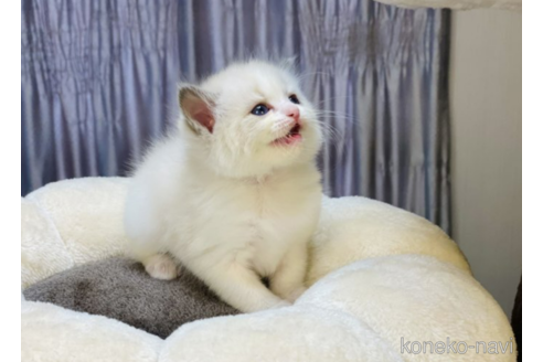 成約済の千葉県のラグドール-51049の4枚目